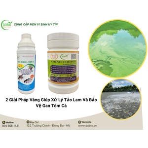 2 Giải Pháp Vàng Giúp Xử Lý Tảo Lam Và Bảo Vệ Gan Tôm Cá