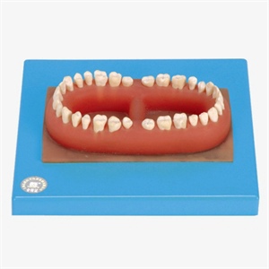Cấu tạo của hàm răng  chức năng của mỗi loại răng là gì