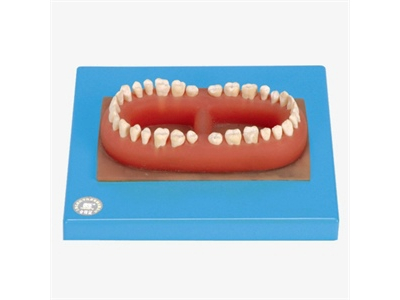 Mô hình bộ răng người lớn