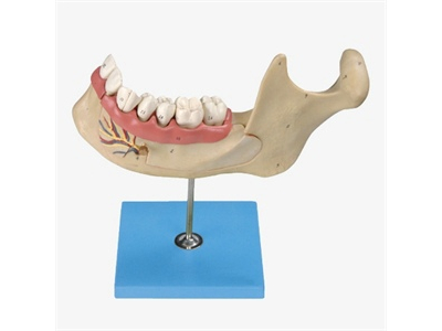 Mô hình hạ hàm của người 18-year-old