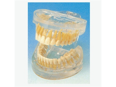 Mô hình răng người lớn trong suốt