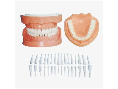 Mô hình răng và chân răng tháo rời