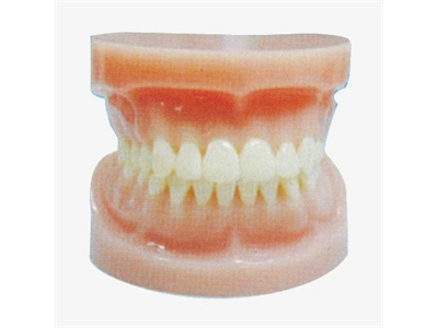 Mô hình răng miệng tiêu chuẩn