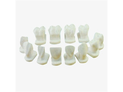 Mô hình hình thái của răng