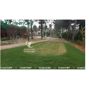 Sân Tập Golf Ba Vì Thi Công Cỏ Golf Nhật Bản