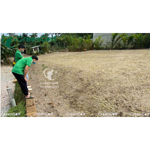 Sân Tập Golf Ba Vì Thi Công Cỏ Golf Nhật Bản