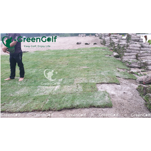 Sân Tập Golf Hạ Long, Thi Công Cỏ Golf Thật
