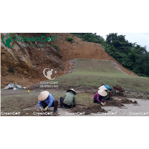Sân Tập Golf Hạ Long, Thi Công Cỏ Golf Thật