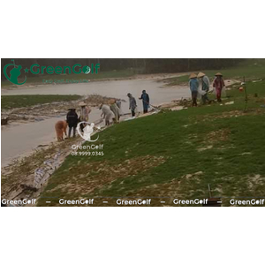 Sân Tập Golf Hạ Long, Thi Công Cỏ Golf Thật