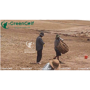 Sân Tập Golf Hạ Long, Thi Công Cỏ Golf Thật