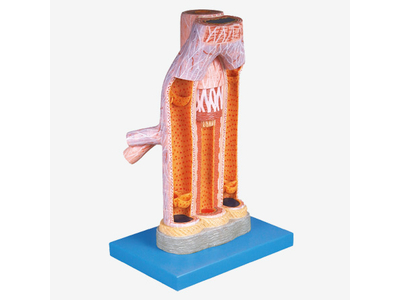 Mô hình động mạch và tĩnh mạch phóng đại