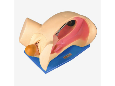 Mô hình mô phỏng quá trình sinh đẻ