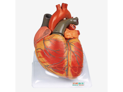 Mô hình tim người lớn