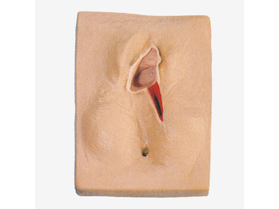 Mô hình cắt và khâu tầng sinh môn