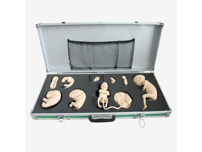 Mô hình mô phỏng quá trình phát triển phôi