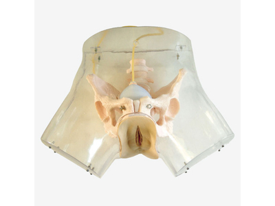 Mô hình mô phỏng nạo thai trong suốt