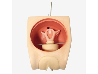 Mô hình mô phỏng tránh thai cho nữ