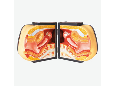 Mô hình mô phỏng đào tạo IUD nâng cao