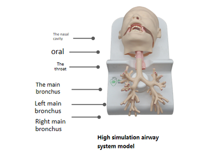 Mô hình đào tạo tích hợp cho phẫu thuật nội soi phế quản