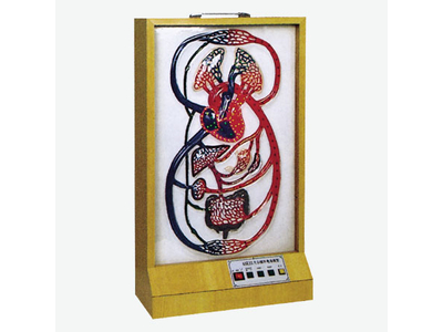 Mô hình tuần hoàn máu điện tử