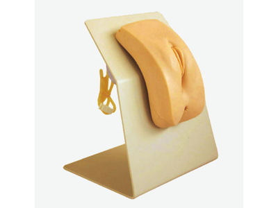 Mô hình mô phỏng đào tạo ống thông (Nữ)