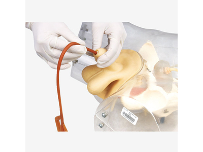 Mô hình mô phỏng ống thông trong suốt (Nam)