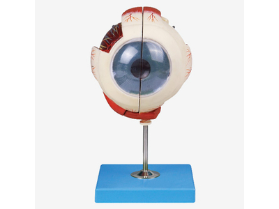 Mô hình nhãn cầu