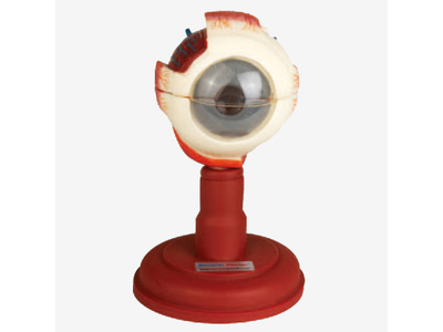 Mô hình nhãn cầu