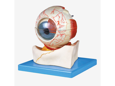 Mô hình nhãn cầu