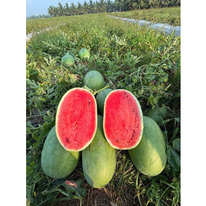 Dưa Hấu Đường Vietgap