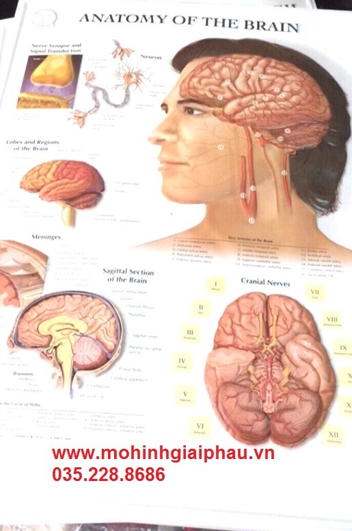 Tranh 3D bộ não người
