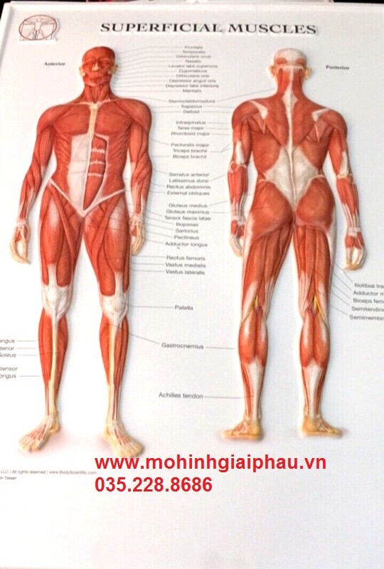 tranh cơ người toàn thân 3D