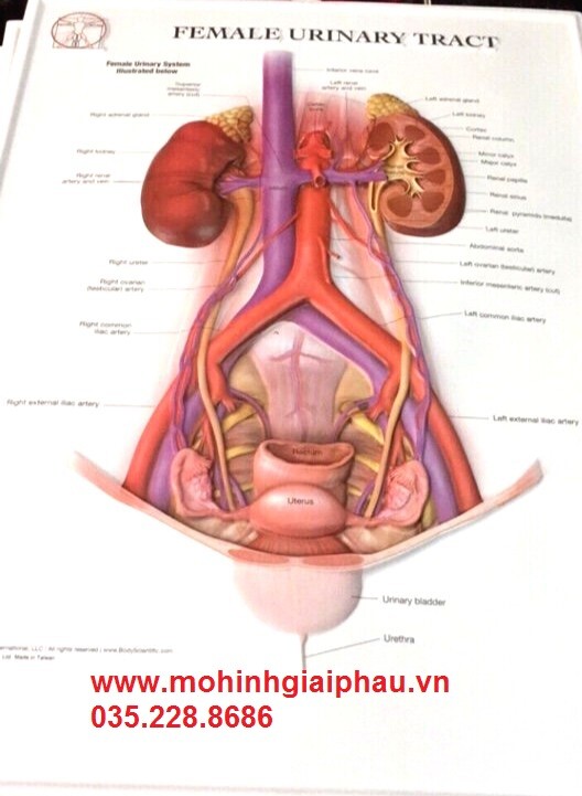 Tranh hệ tiết niệu nữ loại 3D