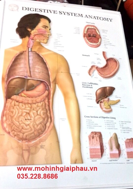 tranh hệ tiêu hóa 3D