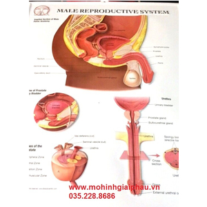 Tranh 3D hệ sinh dục nam