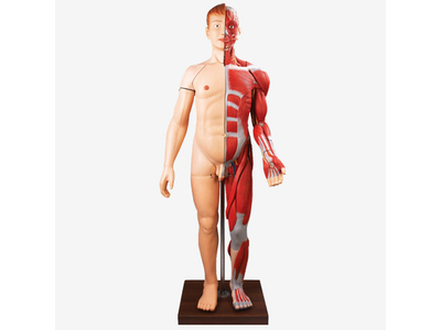 Mô hình cơ thể người với các cơ quan bên trong