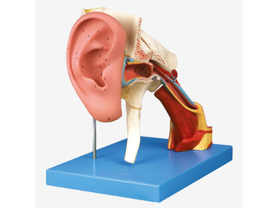 Mô hình tai