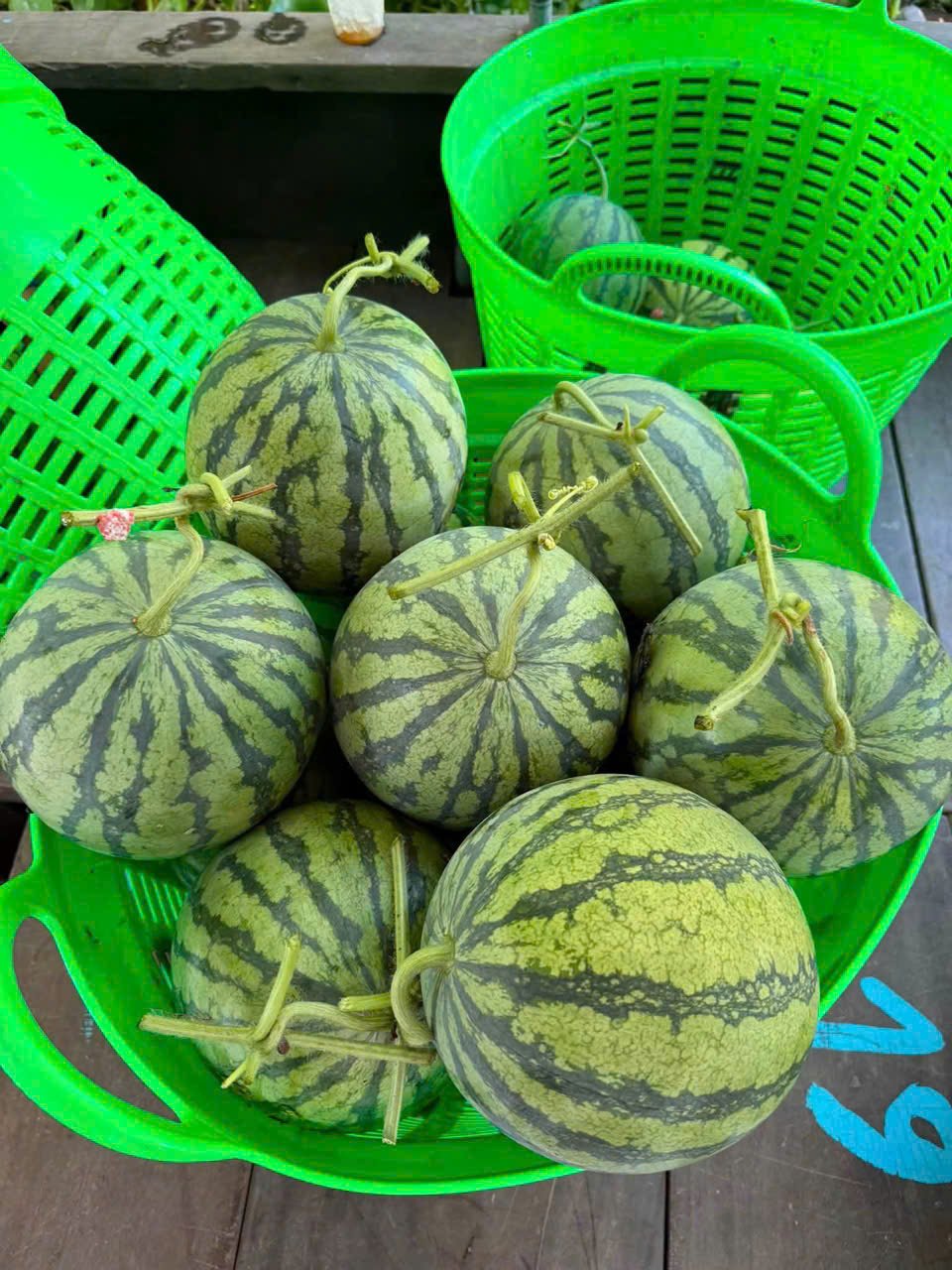 Dưa hấu không hạt Vietgap