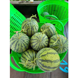 Dưa hấu không hạt Vietgap
