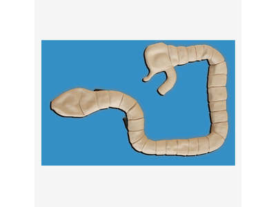 Mô hình kiểm tra đại tràng