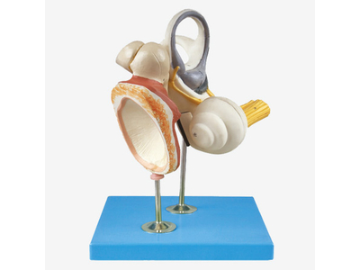 Mô hình tai trong, ống thính giác và màng nhĩ