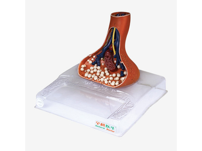 Mô hình khớp thần kinh