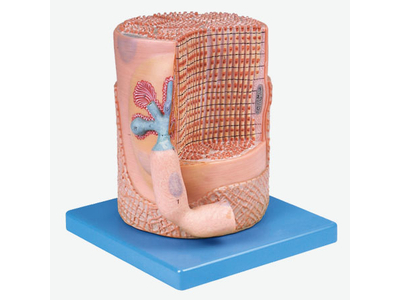 Mô hình sợi cơ xương với tấm cuối động cơ