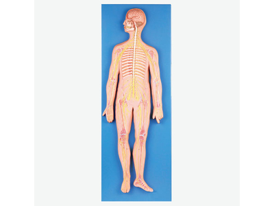 Mô hình hệ thần kinh