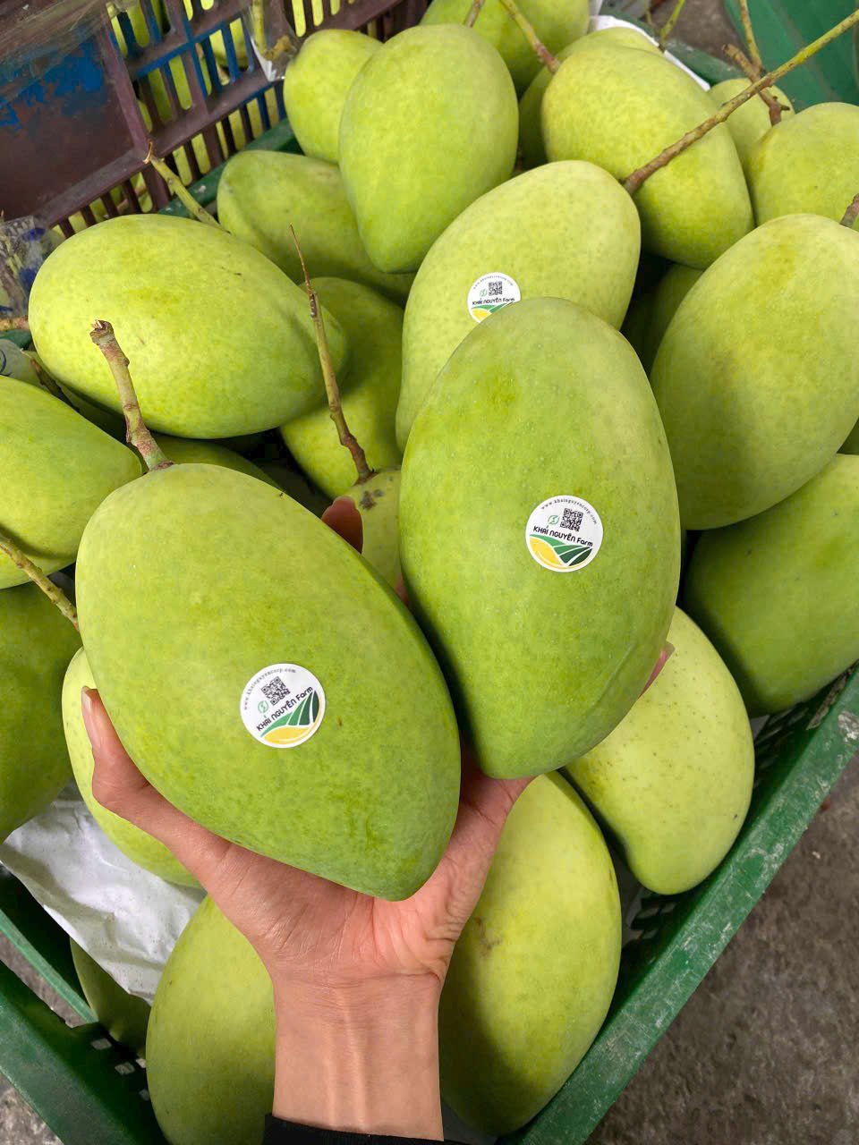 XOÀI CÁT HÒA LỘC VIETGAP