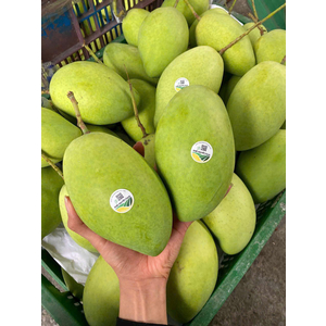 XOÀI CÁT HÒA LỘC VIETGAP