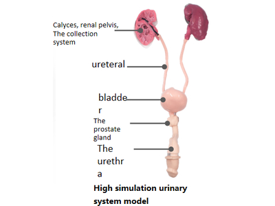 Mô hình đào tạo tích hợp cho phẫu thuật nội soi niệu quản