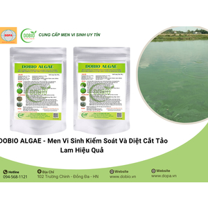5 Lợi Ích Tuyệt Vời Của DOBIO ALGAE Hỗ Trợ Ao Nuôi Thủy Sản Hiệu Quả