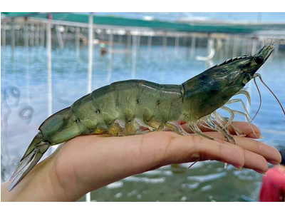 5 nguyên nhân gây đục cơ trên tôm