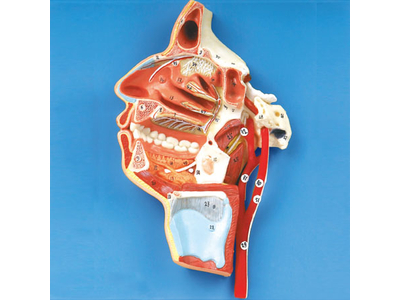 Mô hình miệng, mũi, yết hầu và thanh quản với các mạch máu và dây thần kinh